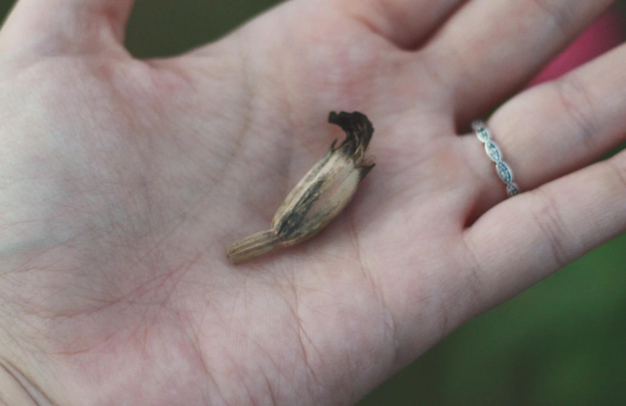 collecting seeds
