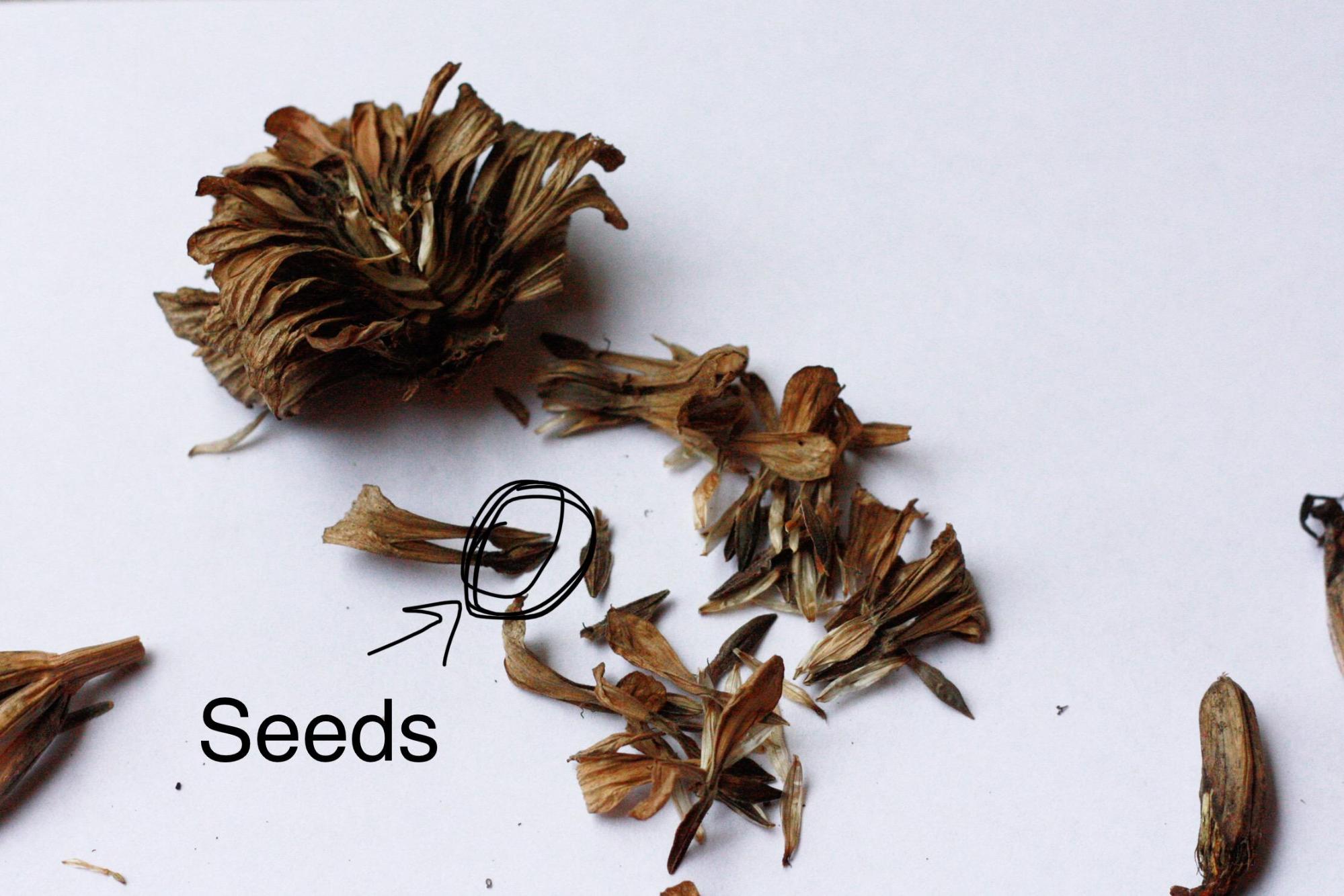 seed collecting - Splendry