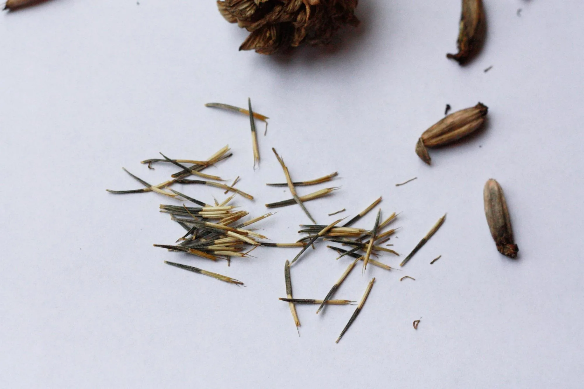 seed collecting - Splendry