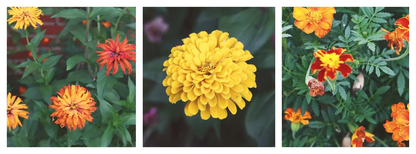 flowers - seed collecting - Splendry