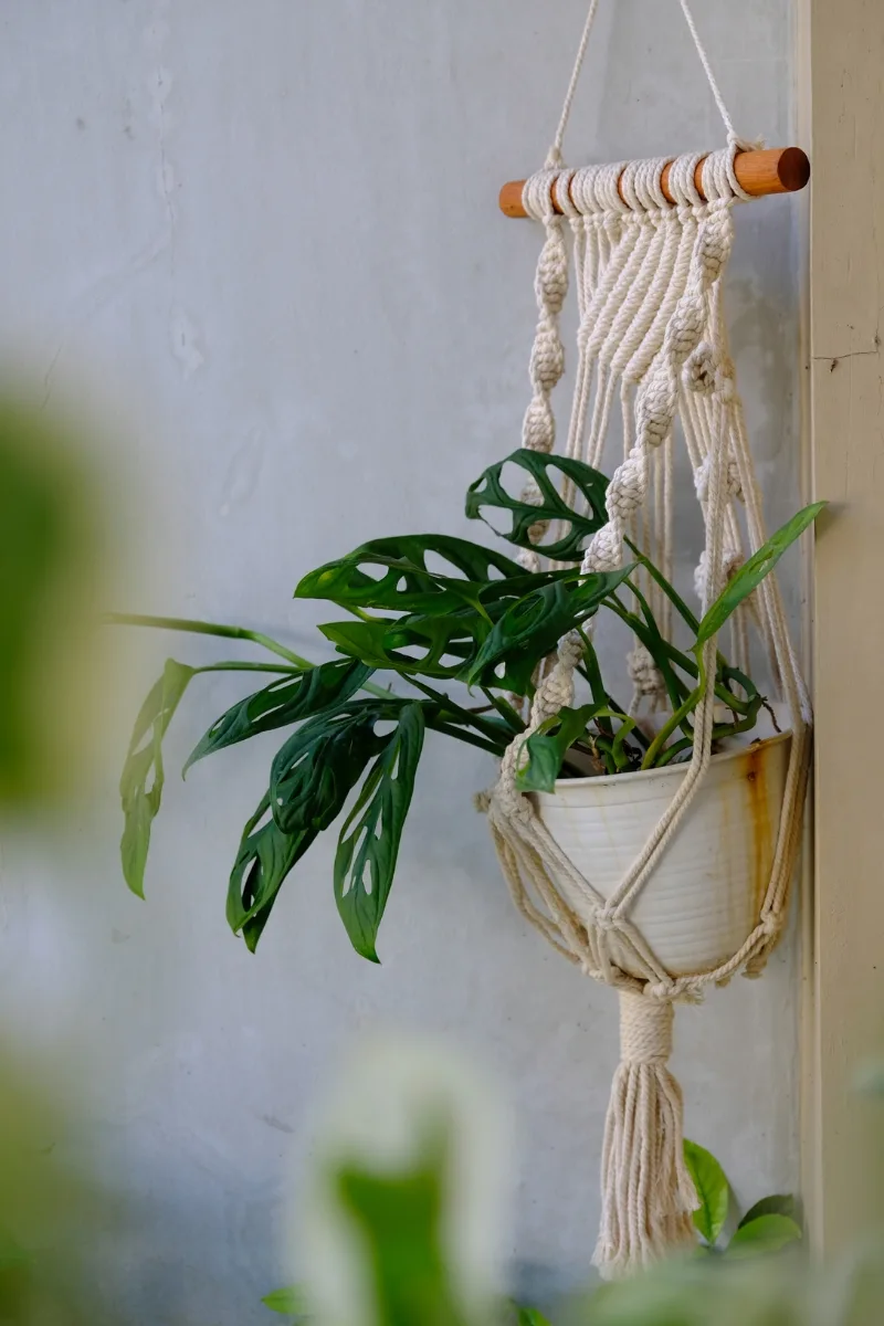 hanging plant
